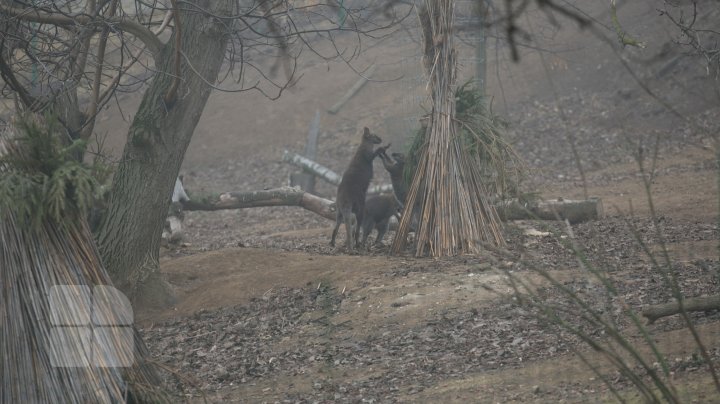 Cum trăiesc animalele de la Grădina Zoologică din Capitală pe timpul temperaturilor anormale din această perioadă (FOTOREPORT)