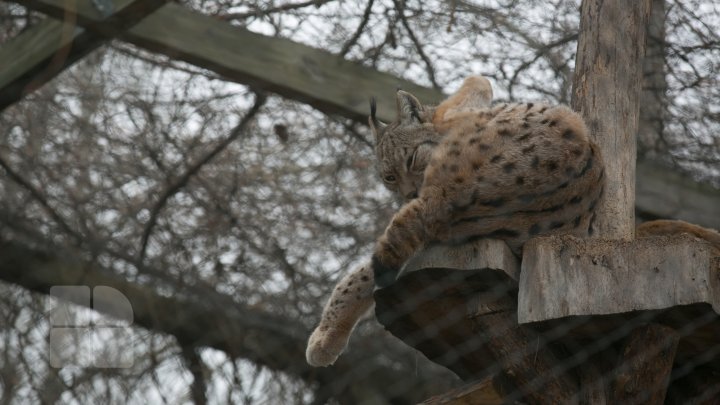 Cum trăiesc animalele de la Grădina Zoologică din Capitală pe timpul temperaturilor anormale din această perioadă (FOTOREPORT)