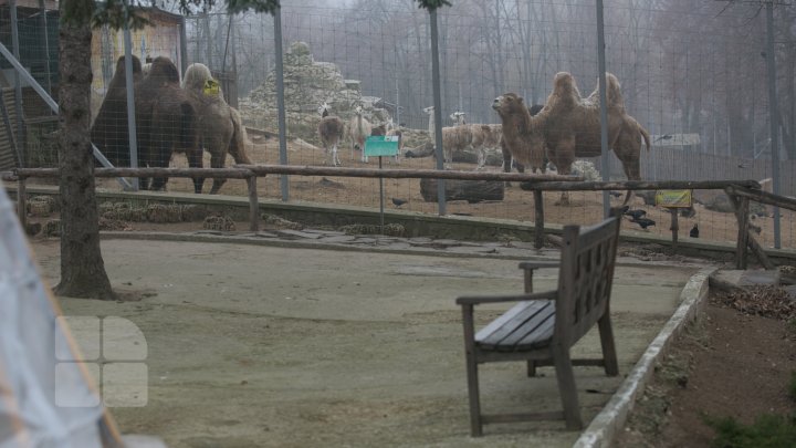 Cum trăiesc animalele de la Grădina Zoologică din Capitală pe timpul temperaturilor anormale din această perioadă (FOTOREPORT)