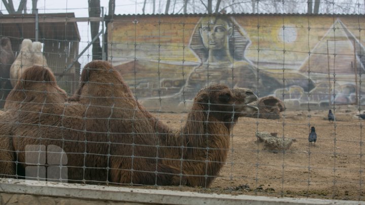 Cum trăiesc animalele de la Grădina Zoologică din Capitală pe timpul temperaturilor anormale din această perioadă (FOTOREPORT)