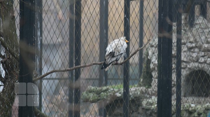 Cum trăiesc animalele de la Grădina Zoologică din Capitală pe timpul temperaturilor anormale din această perioadă (FOTOREPORT)