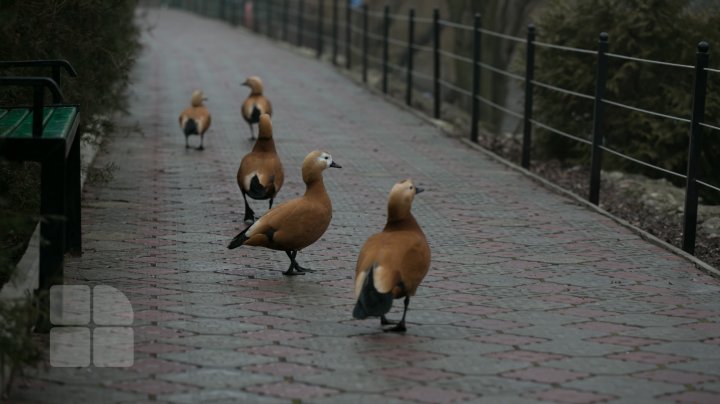 Cum trăiesc animalele de la Grădina Zoologică din Capitală pe timpul temperaturilor anormale din această perioadă (FOTOREPORT)