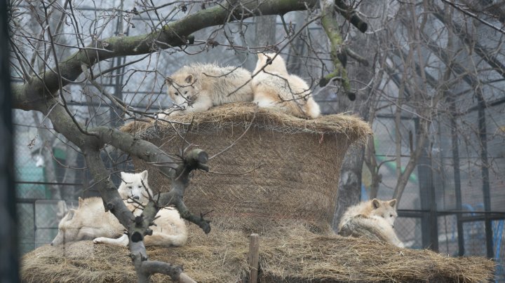 Cum trăiesc animalele de la Grădina Zoologică din Capitală pe timpul temperaturilor anormale din această perioadă (FOTOREPORT)