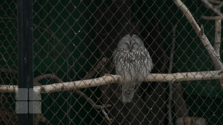 Cum trăiesc animalele de la Grădina Zoologică din Capitală pe timpul temperaturilor anormale din această perioadă (FOTOREPORT)