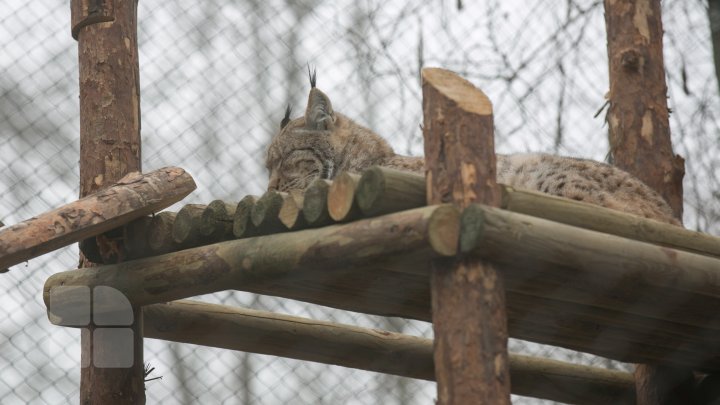 Cum trăiesc animalele de la Grădina Zoologică din Capitală pe timpul temperaturilor anormale din această perioadă (FOTOREPORT)