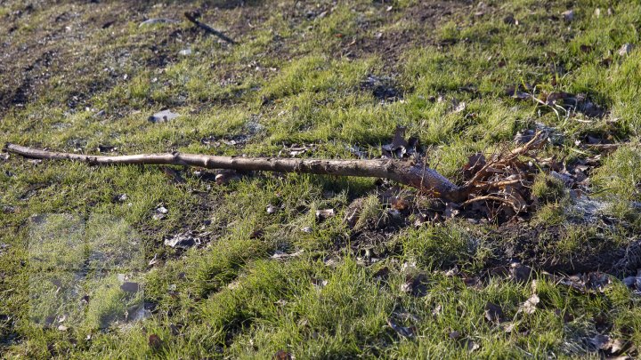 Tomberoanele goale, iar gunoiul pe jos. Tabloul dezolant ce poate fi observat zilnic pe aleea Maria Drăgan din Capitală (FOTOREPORT)