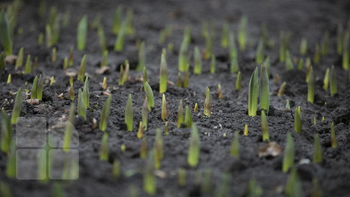 Au înflorit primele narcise în sera lui Gheorghe Luchiţa (FOTOREPORT)