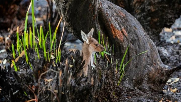 IMPRESIONANT. Viața iese din cenușă în Australia. Cum învie pădurile după marile incendii (FOTO)