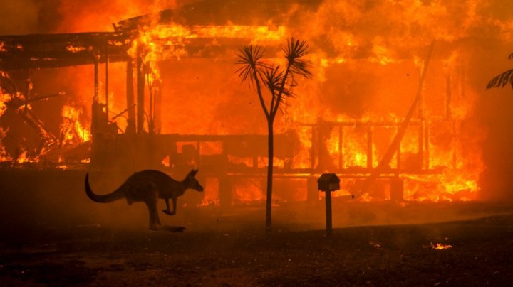 Peste jumătate din habitatul speciilor ameninţate cu dispariţia, distrus de incendiile de vegetaţie din Australia