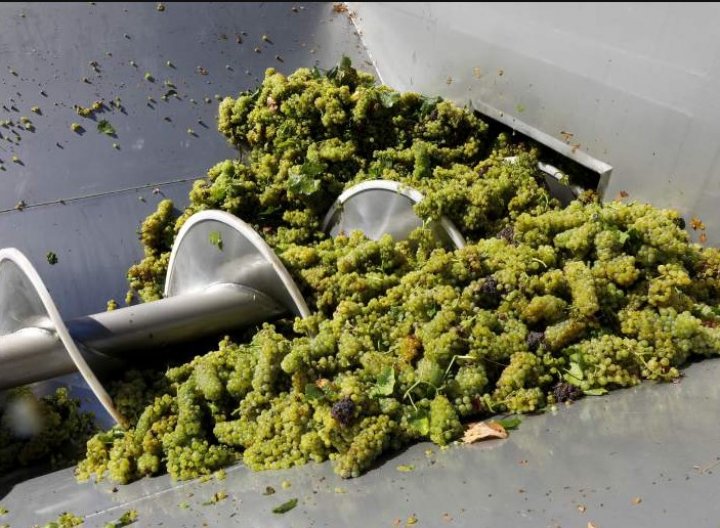 ȚI SE RUPE INIMA! Peste 360.000 de litri de vin s-au scurs într-un pârâu (GALERIE FOTO)