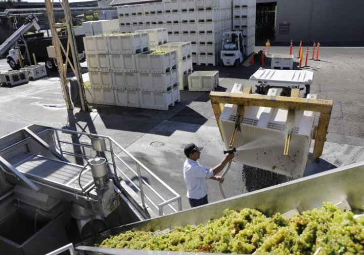 ȚI SE RUPE INIMA! Peste 360.000 de litri de vin s-au scurs într-un pârâu (GALERIE FOTO)