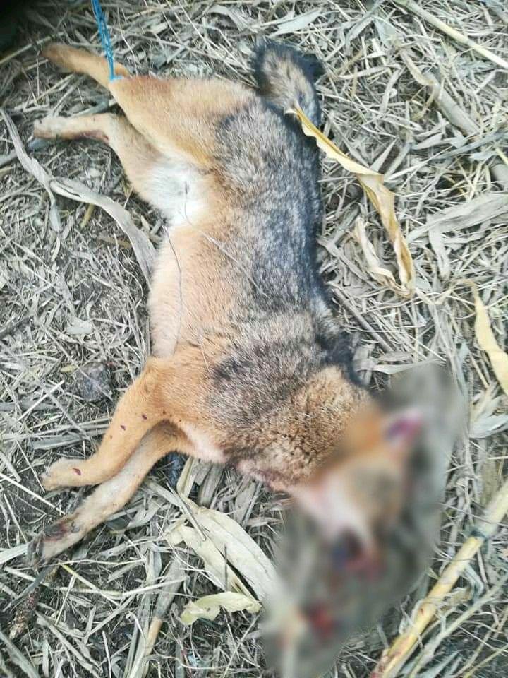 INVAZIE DE ŞACALI în satul Cot. Mai mulţi câini au fost omorâţi. Oamenii trăiesc cu frica în sân (IMAGINI ŞOCANTE)