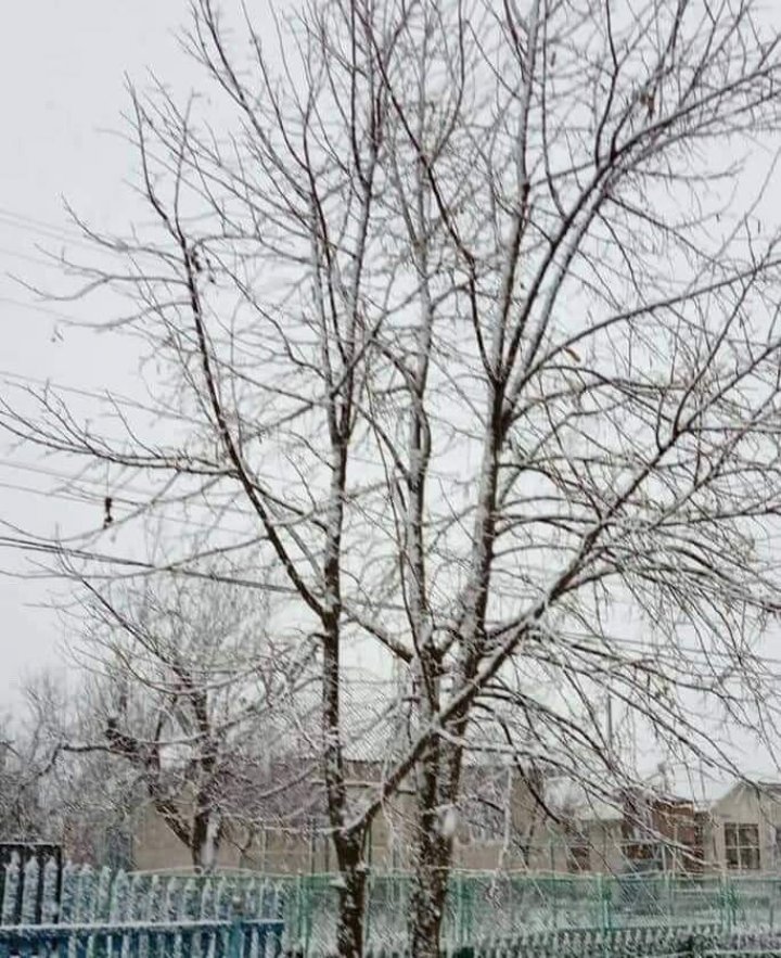 NINGE în nordul Moldovei. La Briceni, pământul a fost acoperit de zăpadă (VIDEO/FOTO)