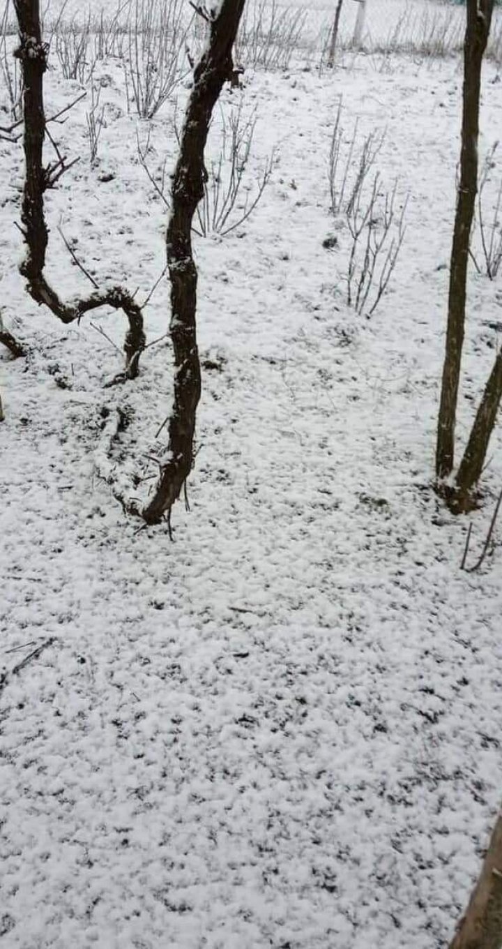 NINGE în nordul Moldovei. La Briceni, pământul a fost acoperit de zăpadă (VIDEO/FOTO)