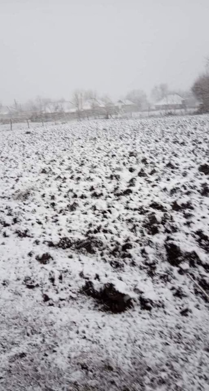 NINGE în nordul Moldovei. La Briceni, pământul a fost acoperit de zăpadă (VIDEO/FOTO)