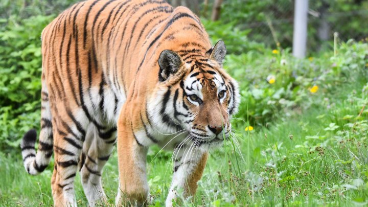 IMAGINI ŞOCANTE: Un tigru a încercat să sfâșie un copil aflat în vizită la zoo (VIDEO)