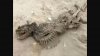 Un schelet ciudat a fost găsit pe o plajă în Melton Peter Demetre Park