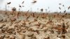 Somalia a decretat stare de urgență națională din cauza celei mai mari invazii de lăcuste