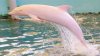 Delfinii roz din Amazon din nou vânaţi de braconieri. Sunt folosiţi drept momeală