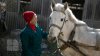 Povestea tristă al unui cal, care a slujit toată viaţa sa la gimnaziul din Căinarii Vechi: Ar putea ajunge la abator (FOTO)