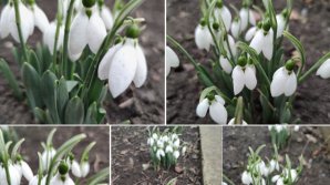 PRIVELIŞTE ULUITOARE într-o curte din Sîngerei. Vestitorii primăverii şi-au făcut apariţia în prima zi din februarie (FOTO)