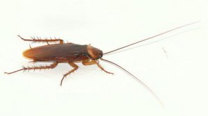 IMAGINI REVOLTĂTOARE. Gândaci, într-un centru comercial din Capitală, unde oamenii mănâncă. REACŢIA internauţilor (VIDEO)