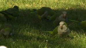 Aproape 11 mii de papagali din Madrid vor fi omorâţi