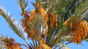 Cercetătorii israelieni au crescut curmali din semințe de pe vremea lui Iisus