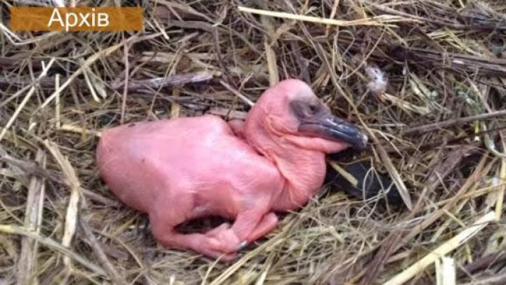 Micuţul şi-a serbat ziua de naştere. Ce cadou i-au pregătit angajaţii unei menagerii (VIDEO)