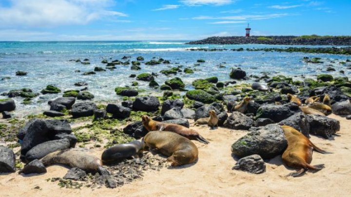 Vrei o altfel de VACANŢĂ? TOPUL destinaţiilor în care turiştii pot admira animalele sălbatice în habitatul natural 