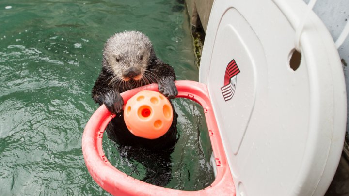 Globetrotters caută noi membri. Zeus McClurkin a mers la grădina zoologică pentru a o descoperi pe Juno