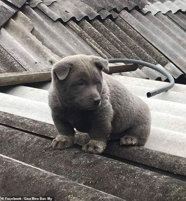 Câine sau pisică? Un animal de companie simpatic a împărțit în două Internetul (FOTO)