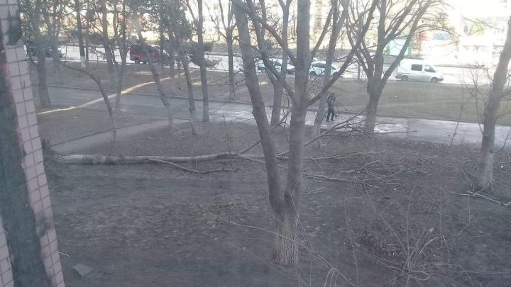 AVERTIZARE! Sunt posibile căderi de crengi şi arbori în contextul Codului Portocaliu de vânt