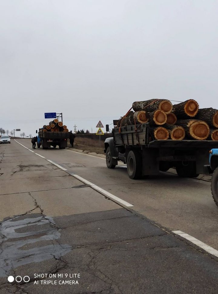 RAZII în ocolul Silvic Fălești. Inspectorii de mediu au întocmit două procese penale