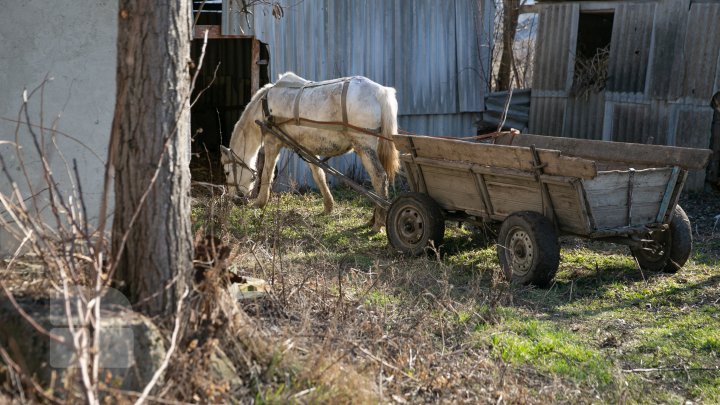 Povestea tristă al unui cal, care a slujit toată viaţa sa la gimnaziul din Căinarii Vechi: Ar putea ajunge la abator (FOTO)