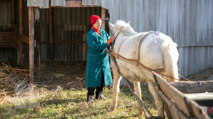 Povestea tristă al unui cal, care a slujit toată viaţa sa la gimnaziul din Căinarii Vechi: Ar putea ajunge la abator (FOTO)