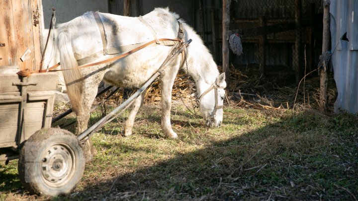 Povestea tristă al unui cal, care a slujit toată viaţa sa la gimnaziul din Căinarii Vechi: Ar putea ajunge la abator (FOTO)