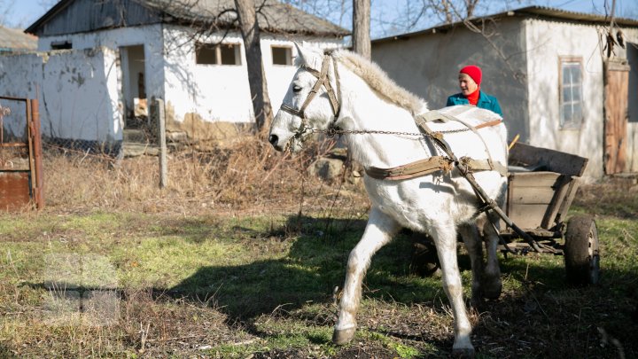 Povestea tristă al unui cal, care a slujit toată viaţa sa la gimnaziul din Căinarii Vechi: Ar putea ajunge la abator (FOTO)