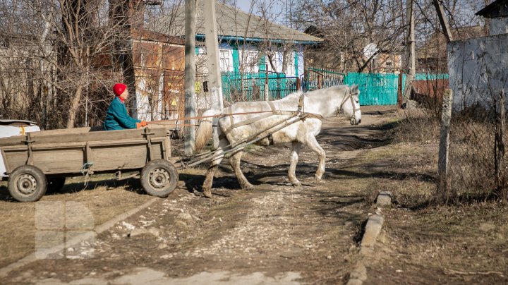 Povestea tristă al unui cal, care a slujit toată viaţa sa la gimnaziul din Căinarii Vechi: Ar putea ajunge la abator (FOTO)