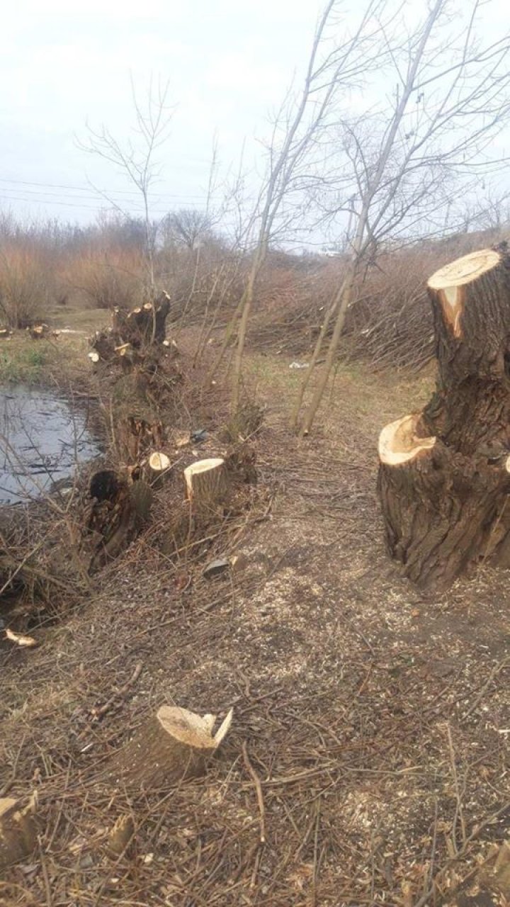 12 salcii, TĂIATE ILEGAL din zona de protecţie a râului Cubolta (FOTO)