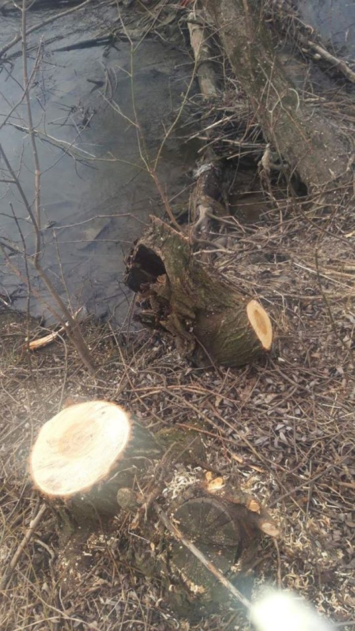12 salcii, TĂIATE ILEGAL din zona de protecţie a râului Cubolta (FOTO)