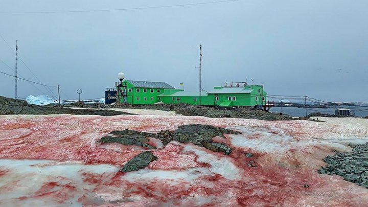 Fenomen neobişnuit. Zăpada din Antarctica a devenit roșie