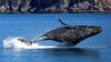 Bine de ştiut! 10 lucruri interesante pe care sigur nu le ştiai despre balene