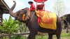 Elefanții din Thailanda folosiți în scop turistic riscă să moară de foame