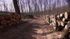 Ruslan Codreanu: În câțiva ani vom rămâne fără păduri. E un dezastru ecologic (VIDEO)