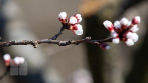 Cum va fi vremea în data de 1 aprilie 2020 și ce grade vor indica termometrele