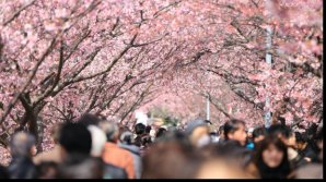 Coronavirus: ﻿Japonia a decis anularea tuturor manifestărilor dedicate Festivalului Cireșilor Înfloriți