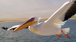 Operaţiune neobişnuită după ce un pelican înfometat a înghiţit un telefon mobil
