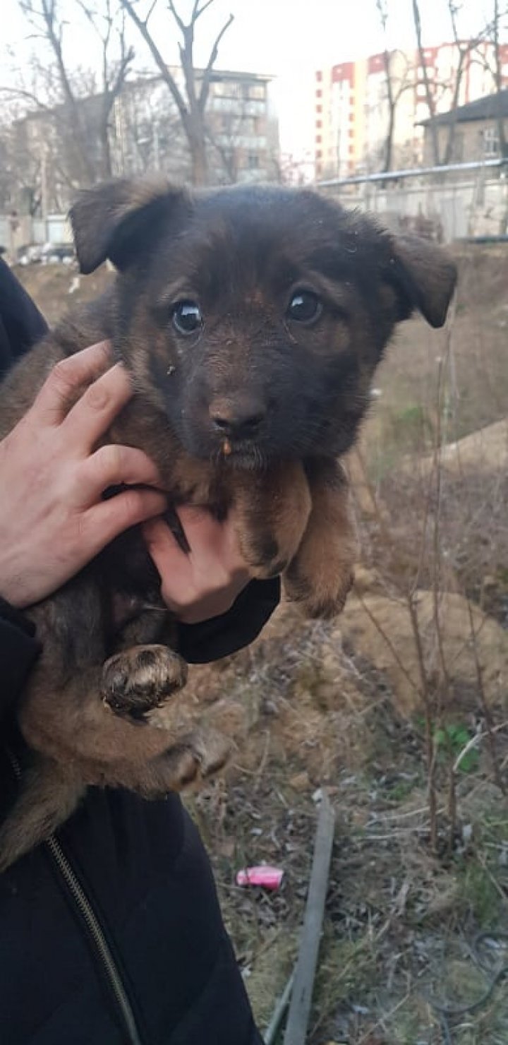 Un cățeluș căzut într-o țeavă cu adâncimea de 10 metri, salvat de pompieri (VIDEO)