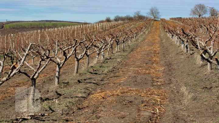 În Moldova VIN ÎNGHEŢURILE. Pomii fructiferi, ÎN PERICOL (FOTOREPORT)